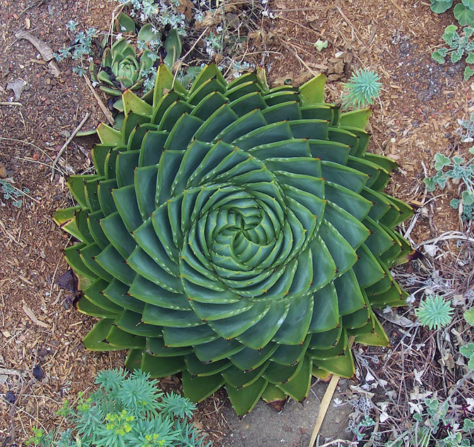 Aloe-Polyphylla_670.jpg