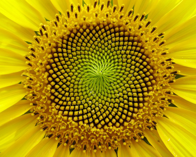 Sunflower_670.jpg